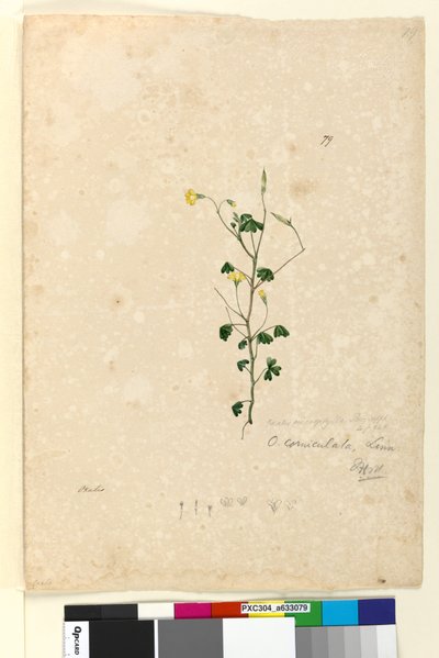 Page 79. Oxalis corniculata by John William Lewin